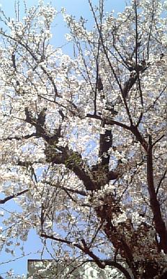 ☆桜の木☆画像