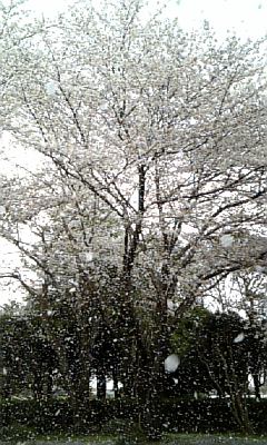 ☆桜吹雪☆画像