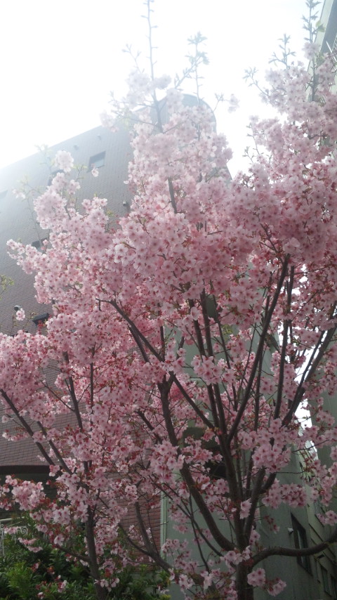 「桜」画像