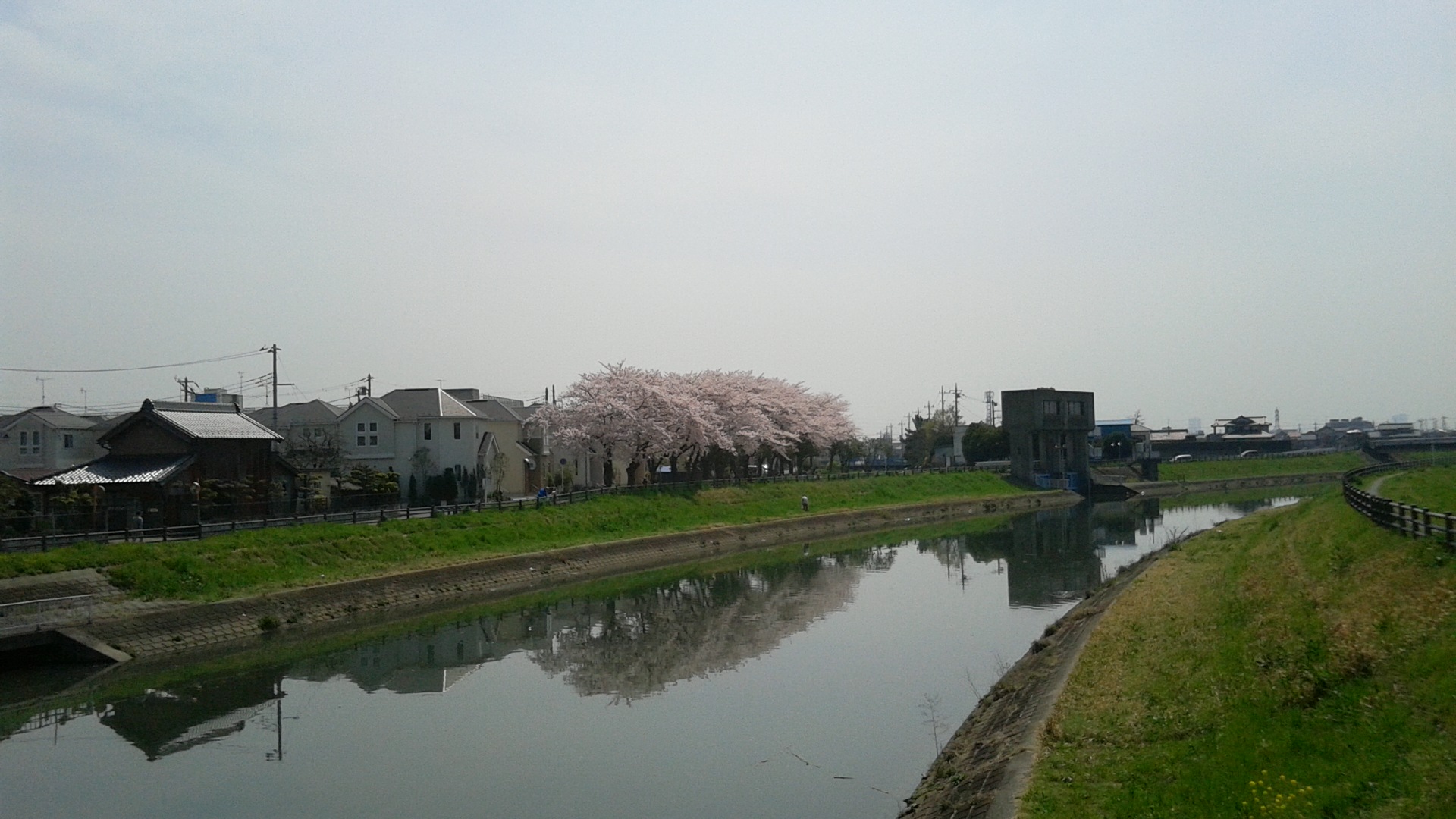 「桜②」画像